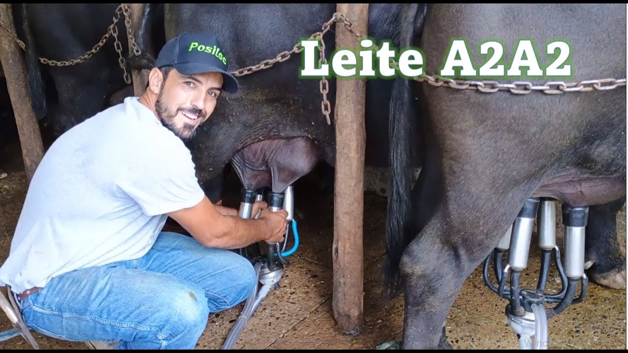 Búfala Recordista de Leite - TL 2023