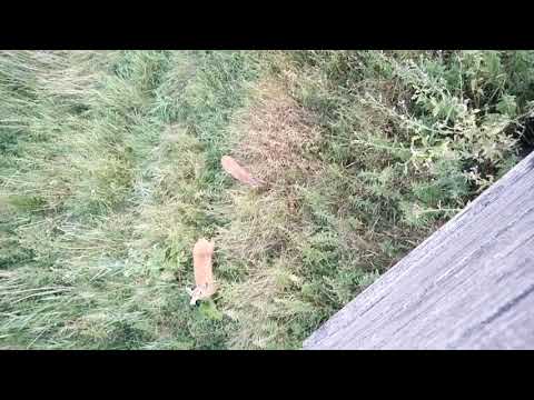 Koza sarny z młodym. Obserwacje czatownika / Szepty Kniei