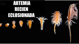 🤔¿Cómo eclosionar ARTEMIA? Alimento vivo para peces [99% efectividad]