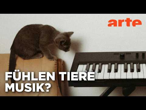 Video Thumbnail: Rhythmus im Blut - Sind Tiere musikalisch? | Doku HD | ARTE