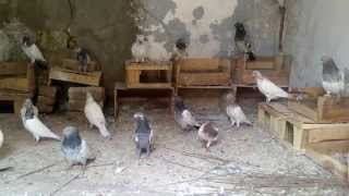 preview picture of video 'High fly pigeon 27-11-2012 at Rwp (Kallar syedan)'