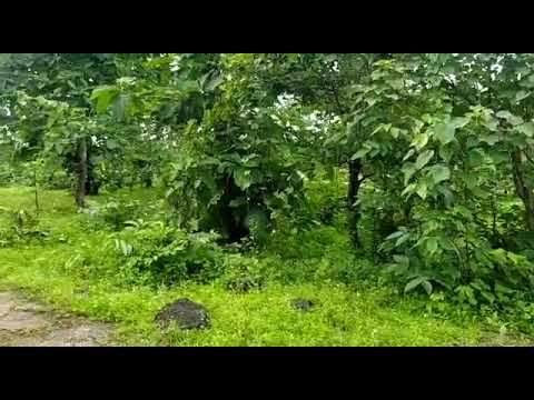  80000 Sq.ft. Agricultural/Farm Land for Sale in Karjat, Mumbai