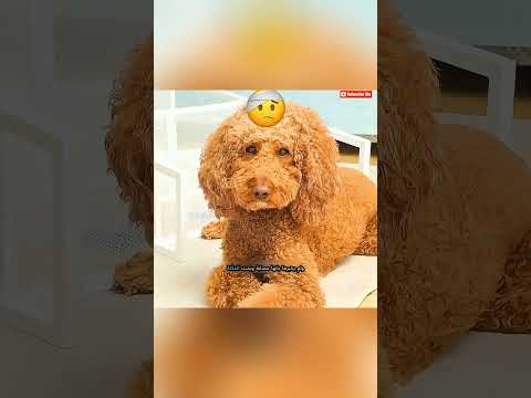 كيف تبدو العلاقة النموذجية بين حيواناتك الأليفة؟ 🐶🐱💛