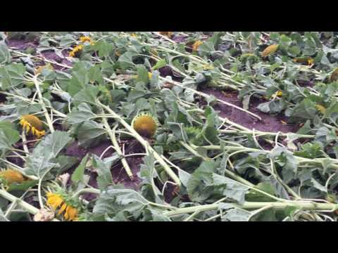 Tornado Schäden Zwölfaxing Sonnenblume am 10.07.2017