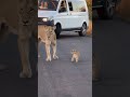Tiny Lion Cub ️ Amazing Nature Animals