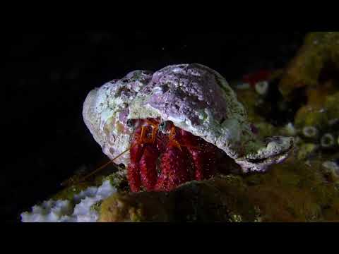 Liebeserklärung an Ustica