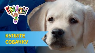 Ералаш №301 - Купите собачку!