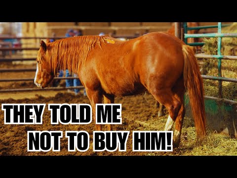 I bought him anyway~ UNTRAINABLE auction horse ~ Transformation ❤️ Goose's Story ❤️