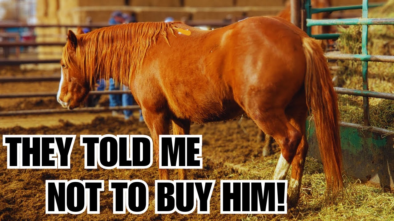 I bought him anyway~ UNTRAINABLE auction horse ~ Transformation ❤️ Goose's Story ❤️