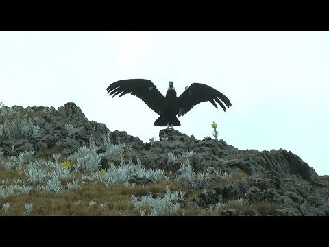 Liberación de cóndores andinos en Santander.