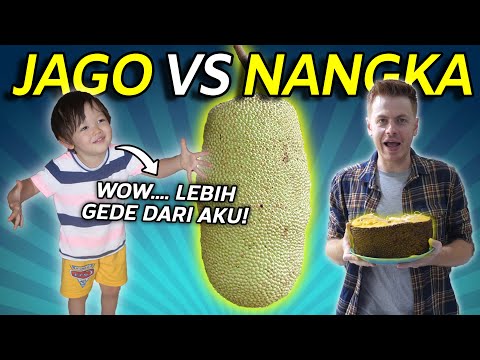 jago-vs-nangka-reaksi-pertama-kali-jago-makan-buah-terbesar-di-dunia