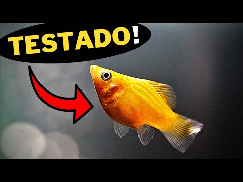 5 PEIXES FÁCEIS e RESISTENTES para ter no aquário