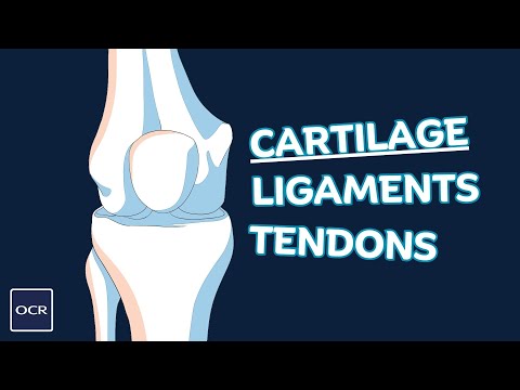 Components of synovial joints - OCR GCSE PE - Skeletal System (1.1)