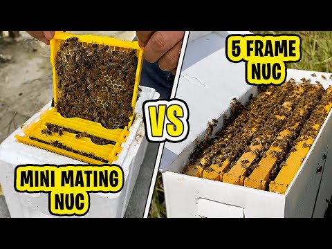 Why Mini Mating Nucs Are the Best for Queen Production...