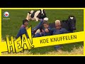 HEA! Koe knuffelen in Delfstrahuizen