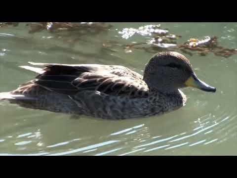 Canards - Manu Louis