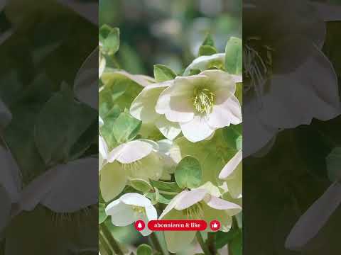 Top 5 Frühblüher, die wertvoll sind und kaum jemand kennt - Gartenexpedition #shorts #naturgarten