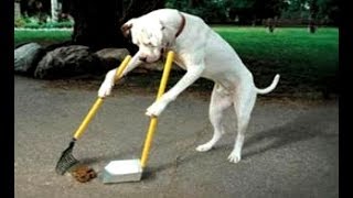 LAUGH SUPER HARD at these FUNNY ANIMALS & FAILS! Ultimate FUNNY ANIMAL & FAIL compilation