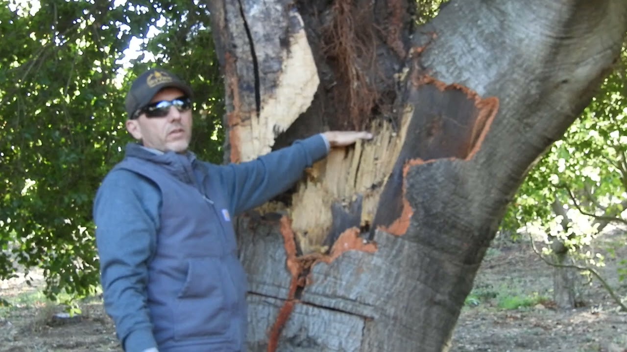 Tree Health Inspection by Certified Arborist | SkyView Tree Experts Sonoma County