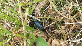 食べたら死ぬ！？　珍しい　ヒメツチハンミョウを草むらで発見　　＃猛毒＃寄生＃エメラルド＃ギャンブル人生　　