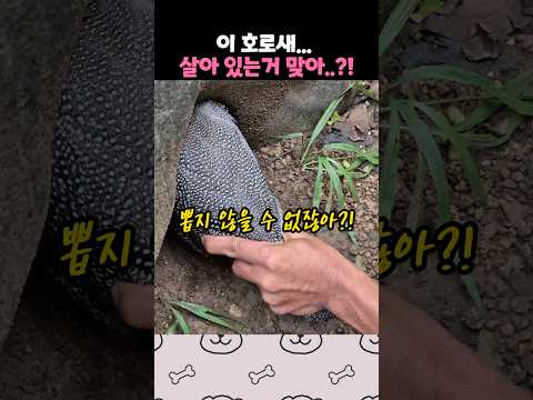 호로새 반전 영상