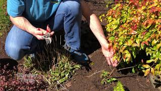 Cleaning up your perennials - Tips