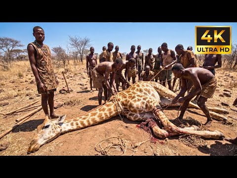 Veja Como a Tribo Hadzabe Caça Girafas Selvagens na África - Se Alimentam por SEMANAS