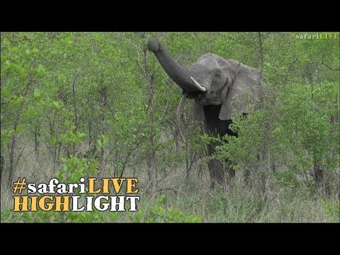 A female elephant with a deformed tusk returns to the sabi sands