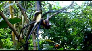 Download lagu pemerkosaan tengah hutan mp3