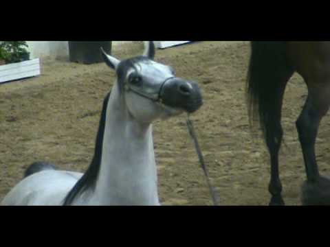Arabian Horse World Cup 2010  Las Vegas