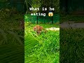 what is he eating #tiger #eating #like #subscribe #youtubeshorts