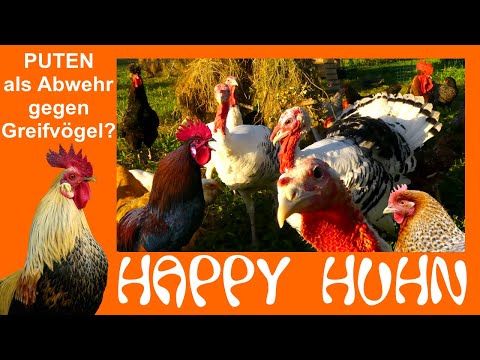 E15 Greifvögel abwehren mit Puten - HAPPY HUHN - Truthühner beschützen Hühner gegen Habicht & CO.