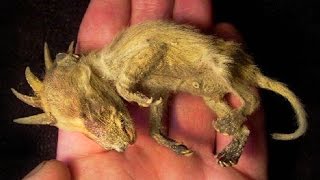 12 Unbelievable Animal Pictures Explained