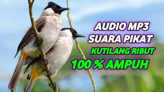 Download lagu suara pikat kutilang ribut mp3 Download lagu suara pikat kutilang ribut mp3