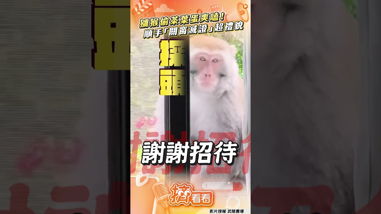 影音/獼猴超有禮貌! 闖辦公室偷茶葉蛋爽嗑「關窗滅證」