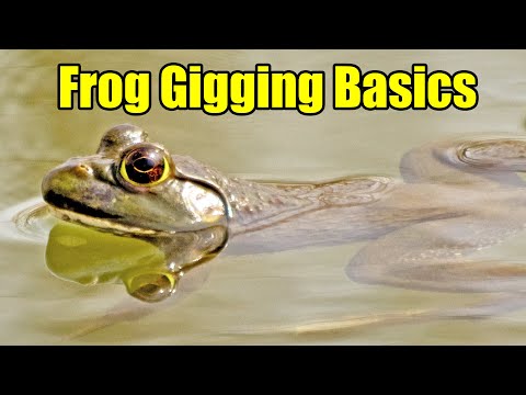 Frog Gigging Basics & How to Clean and Cook Frog Legs