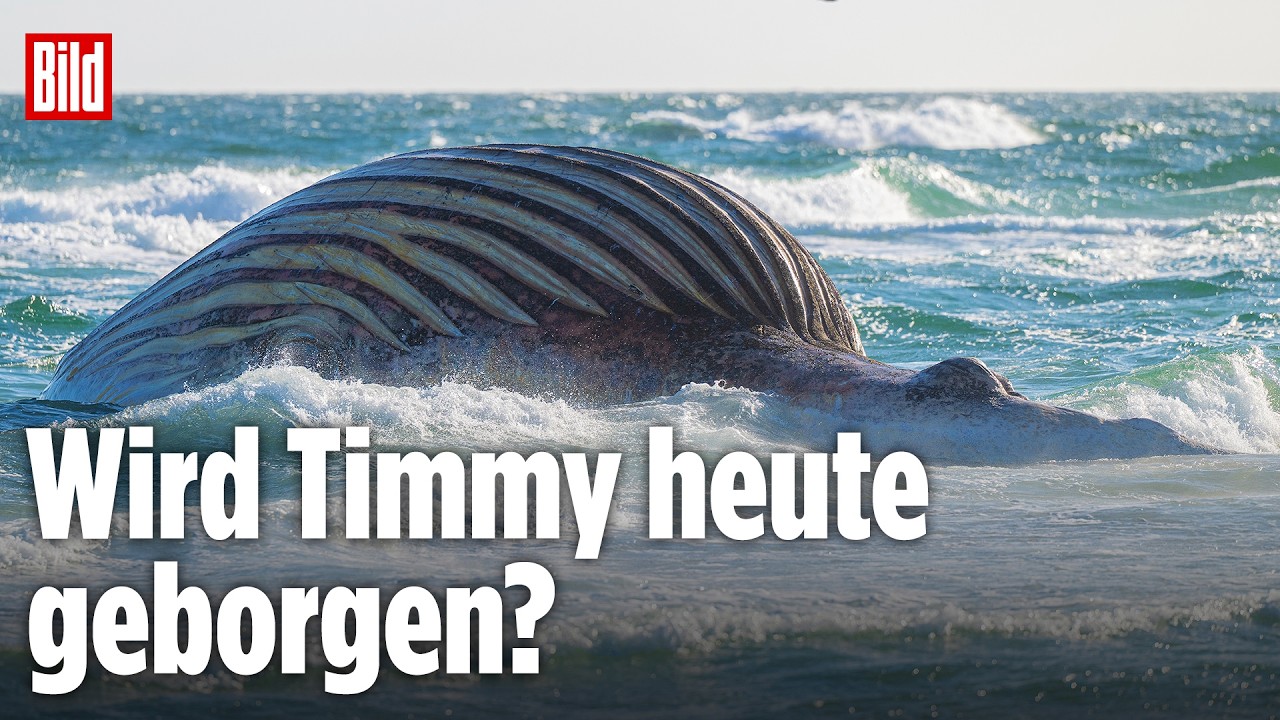 🔴 Wellen und Wind verzögern weiterhin die Wal-Kadaver-Bergung von Timmy | BILD LIVE