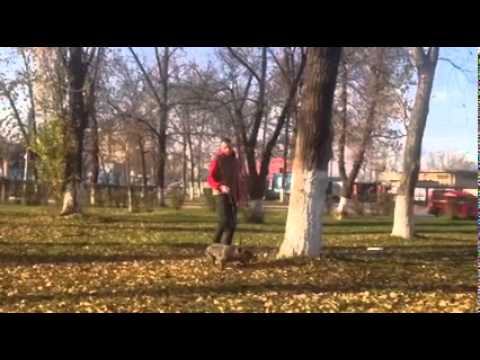 Pitbull Luna Tree climb