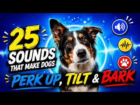 25 Sounds That Make Dogs Perk Up, Tilt &amp; Bark 🐶