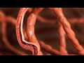 Medical Animation Video | 3D Animation video | Vidpaq