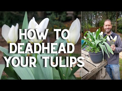 Part of a video titled How to Deadhead Your Tulips #Shorts - YouTube