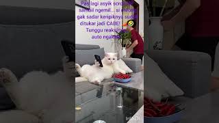 Download lagu Kucing Sultan Lagi Santai, Sekali Makan Malah Kena Prank Cabe! 🌶️🐱🤣 mp3