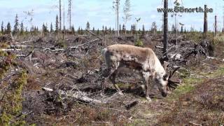 preview picture of video 'Nature in Arctic Sweden, Reindeers in Pajala, Sweden'