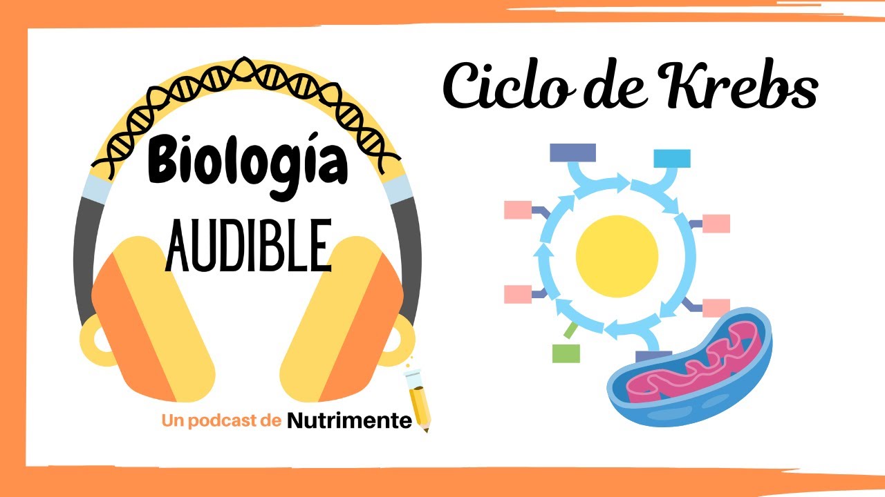 E10: El Ciclo de Krebs