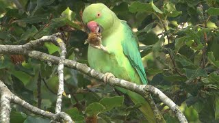 In Search of Elmdon Park's Parakeets
