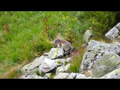 MARMOT LIVING IN THE HIGH TATRAS - ŚWISTAK W TATRACH WYSOKICH 3