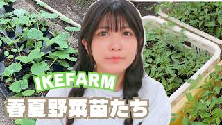 【姉妹農業】~IKEFARM~ の春夏野菜の苗事情。#少量多品目 #農業