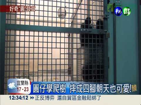 圓仔學爬樹 摔成四腳朝天也可愛!