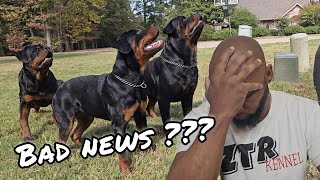 ROTTWEILER  BREEDER GOOD NEWS AND BAD NEWS AT THE SAME DANG TIME!!!