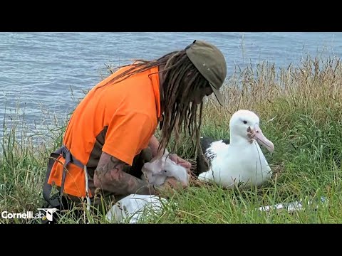 Royal Albatross~The chick is weighed.😍He is pretty careful with the handful fluff~9:48 AM 2026/02/02